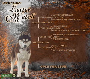 AKC Reg. Siberian Husky Stud Listing Image