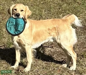 Golden Retreiver Stud Listing Image