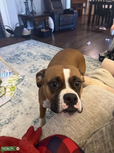 Fun/loving fawn boxer female Listing Image