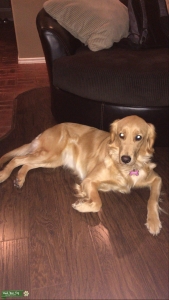 Golden Retriever Female 3Yrs Old Looking For Her Stud Listing Image