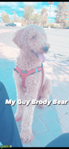 F2 Standard 50lb Goldendoodle Listing Image