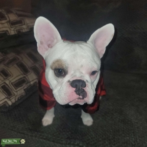 White French Bulldog  Listing Image