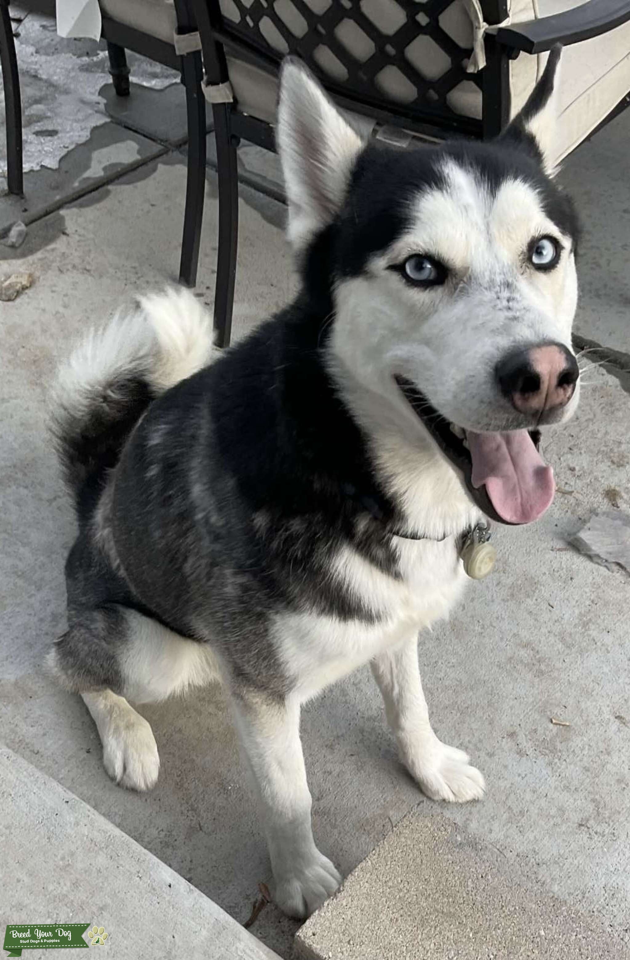 Handsome Young Purebred Siberian Husky Stud (AKC Registered) Stud Dog