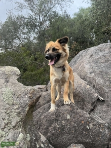 Beautiful Mini Sheperd Mutt Listing Image