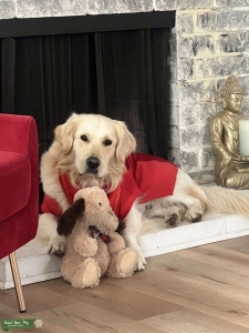 English Creme Golden Retriever  Listing Image