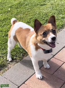 Jack Russell  Listing Image