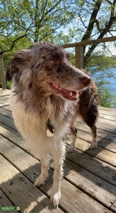 Red merle Australian Shepherd Listing Image