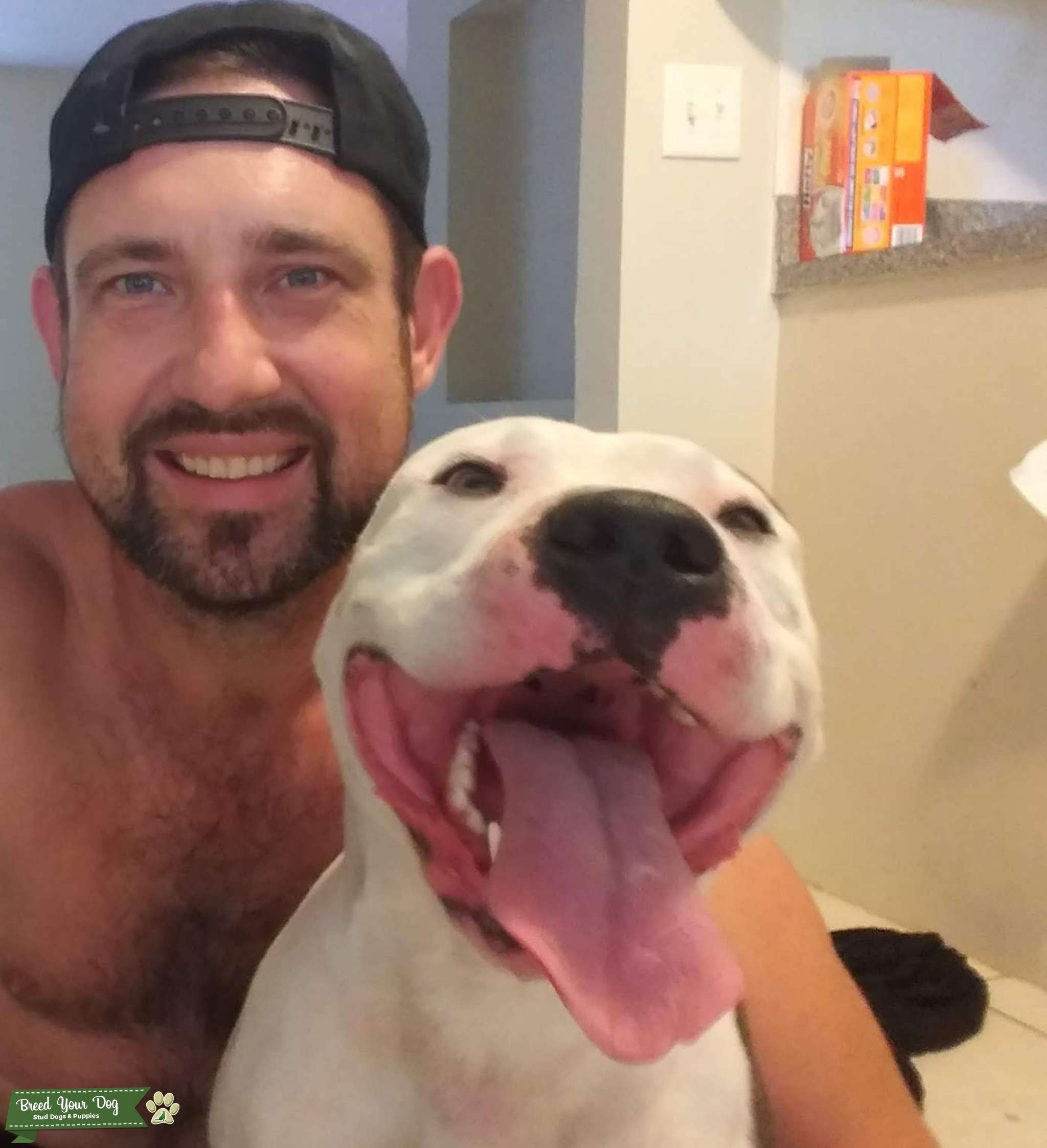 Handsome Adorable Blue & White American Pitbull Stud Dog in Sarasota