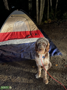 F1 Aussiedoodle - Red Merle Listing Image