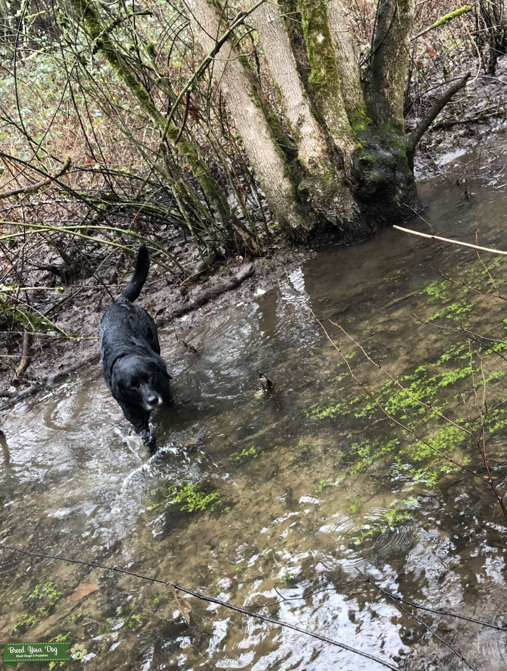 Male Black Labrador Retriever Stud Dog in Vancouver, Washington
