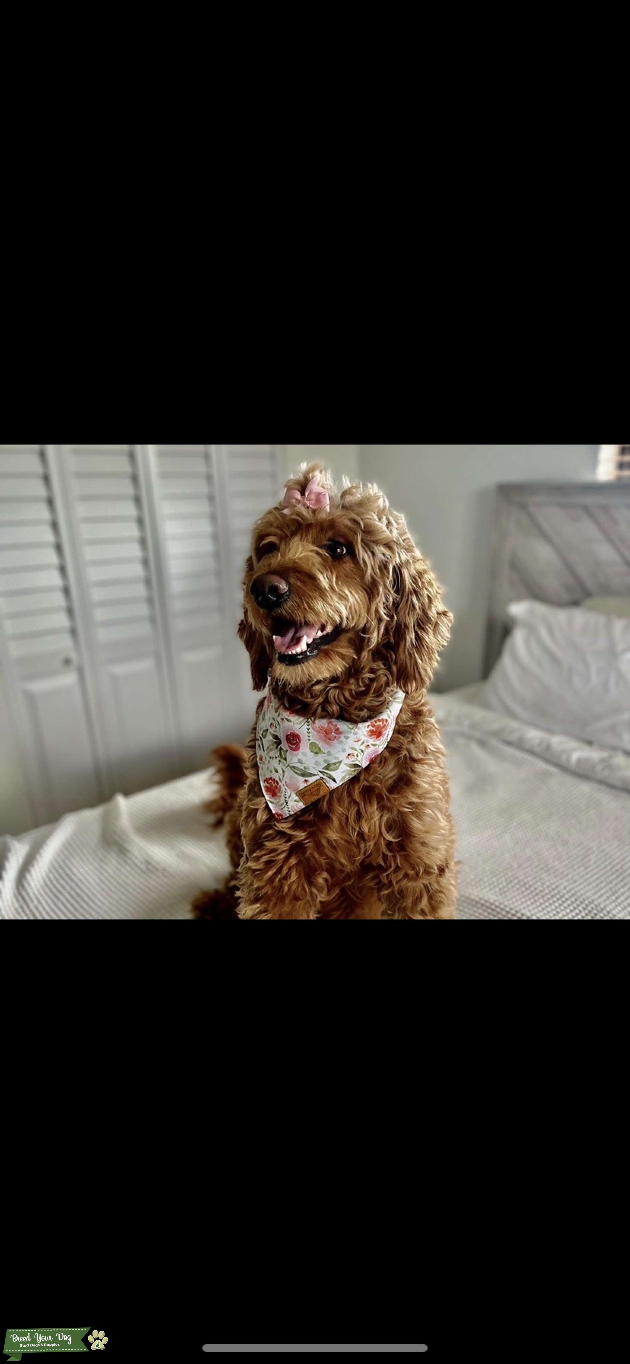 F1B Red Goldendoodle TRG REGISTRATION Stud Dog in Florida, the United