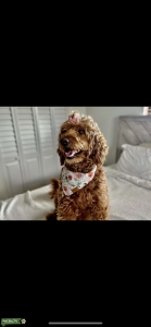 F1B Red Goldendoodle TRG REGISTRATION  Listing Image