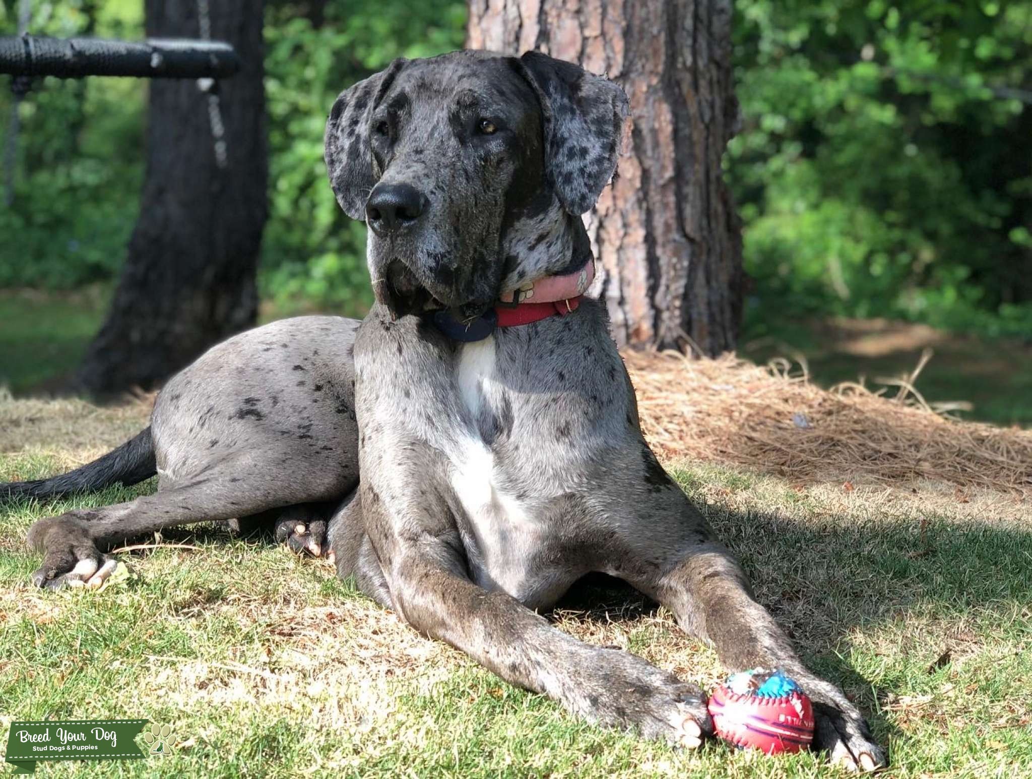 Merle Great Dane Stud Dog in South Carolina , the United States