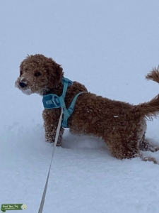 6 Month old Male Mini Golden Doodle  Listing Image