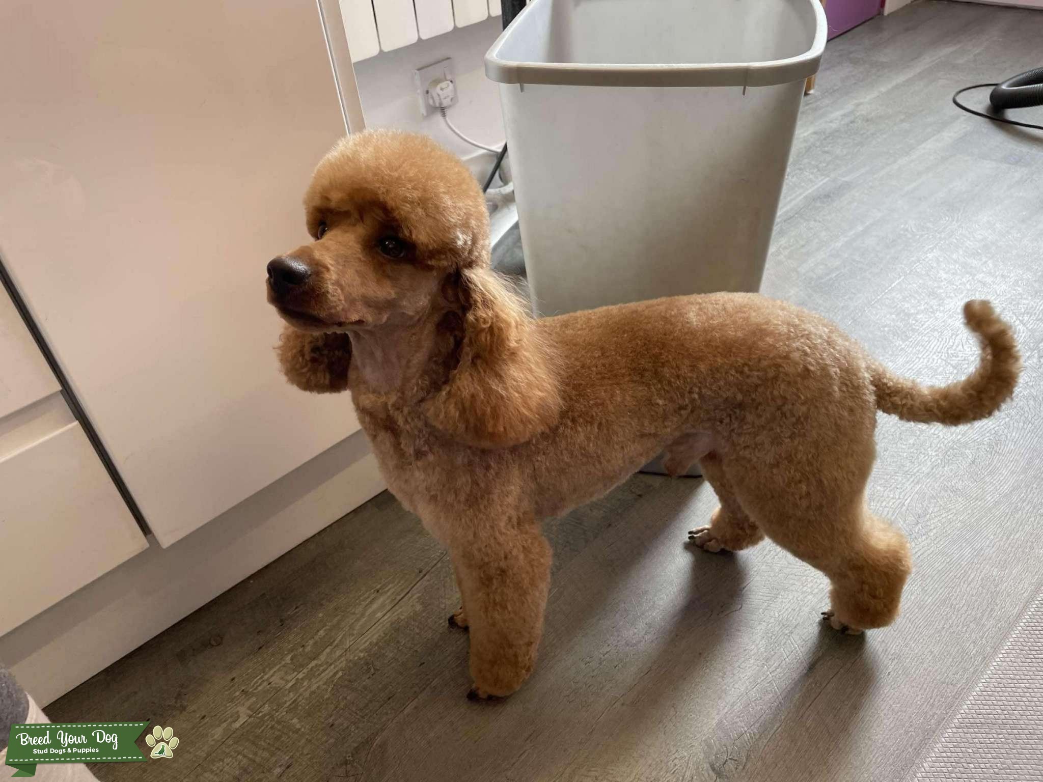 Red KC registered miniature poodle stud Stud Dog in Southwick, the