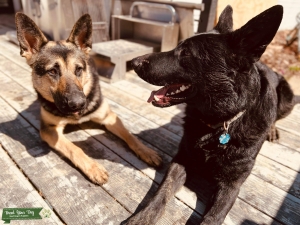 AKC German Shepherd puppies due June 2nd Listing Image