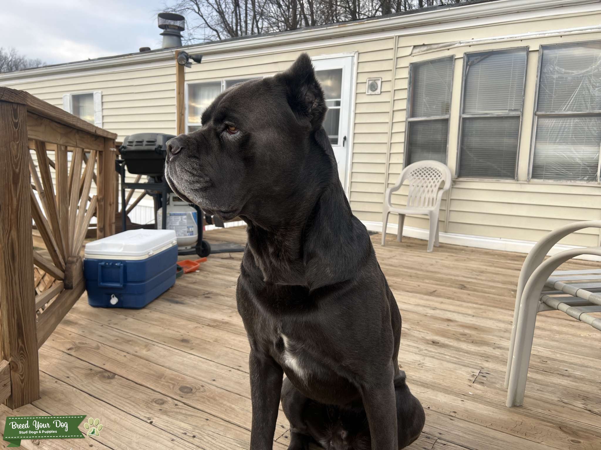 Gray/Blu Pure Bred Cane Corso Stud Dog in Pennsylvania , Mexico