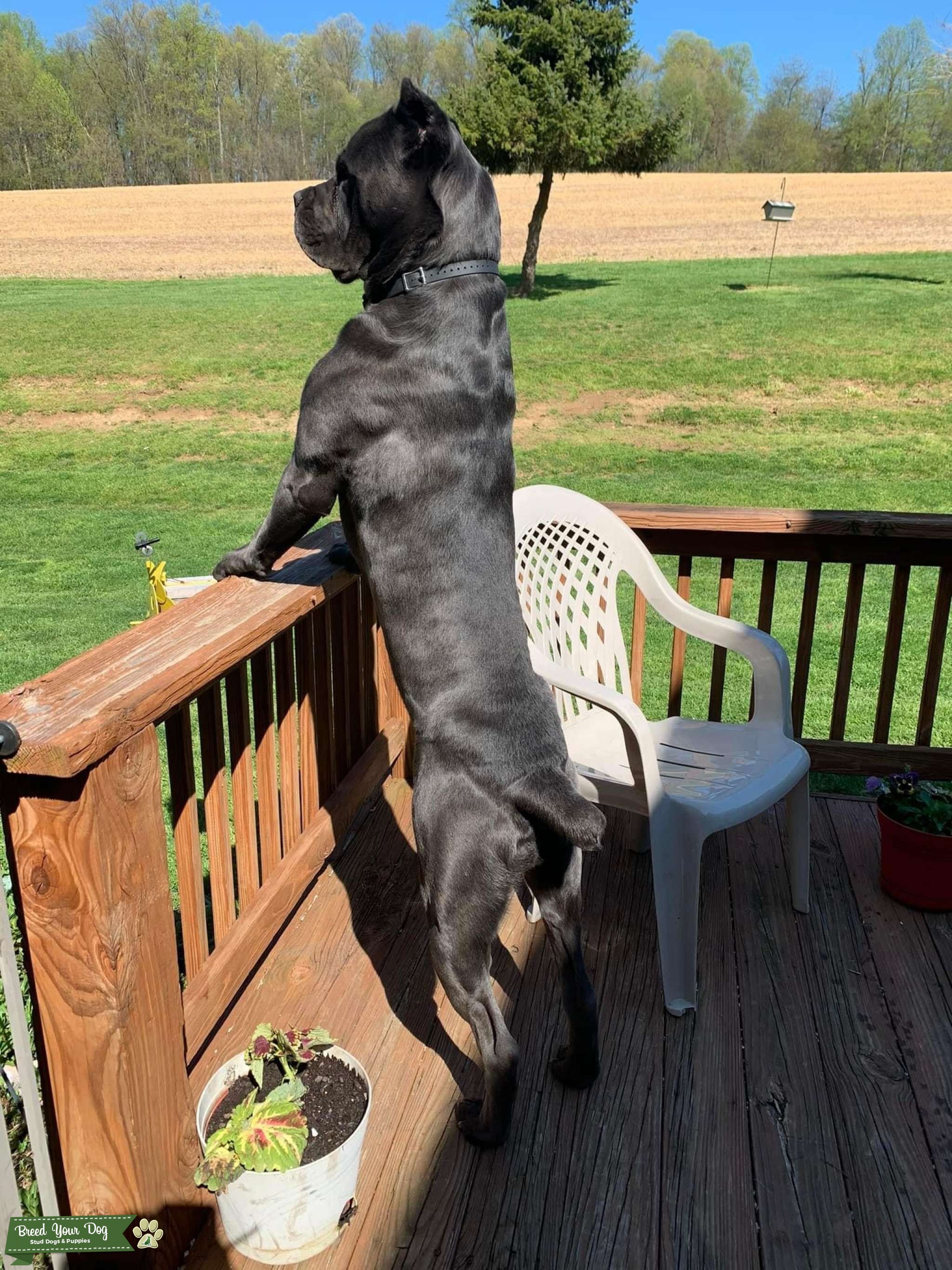 Gray/Blu Pure Bred Cane Corso Stud Dog in Pennsylvania , the United