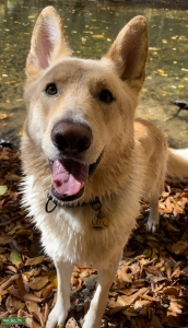Champagne German Shepherd Listing Image