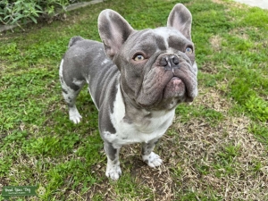 Male Lilac Merle French Bulldog Listing Image