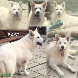 Fully health tested boy at stud (proven) Listing Image