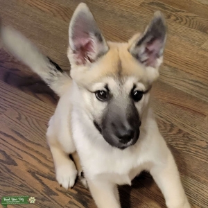 German shepherd female Listing Image