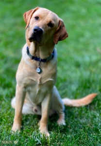 Yellow English Lab Listing Image