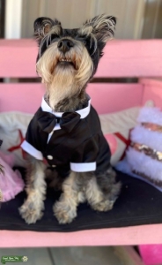 AKC Black & Silver Mini Schnauzer Stud Listing Image