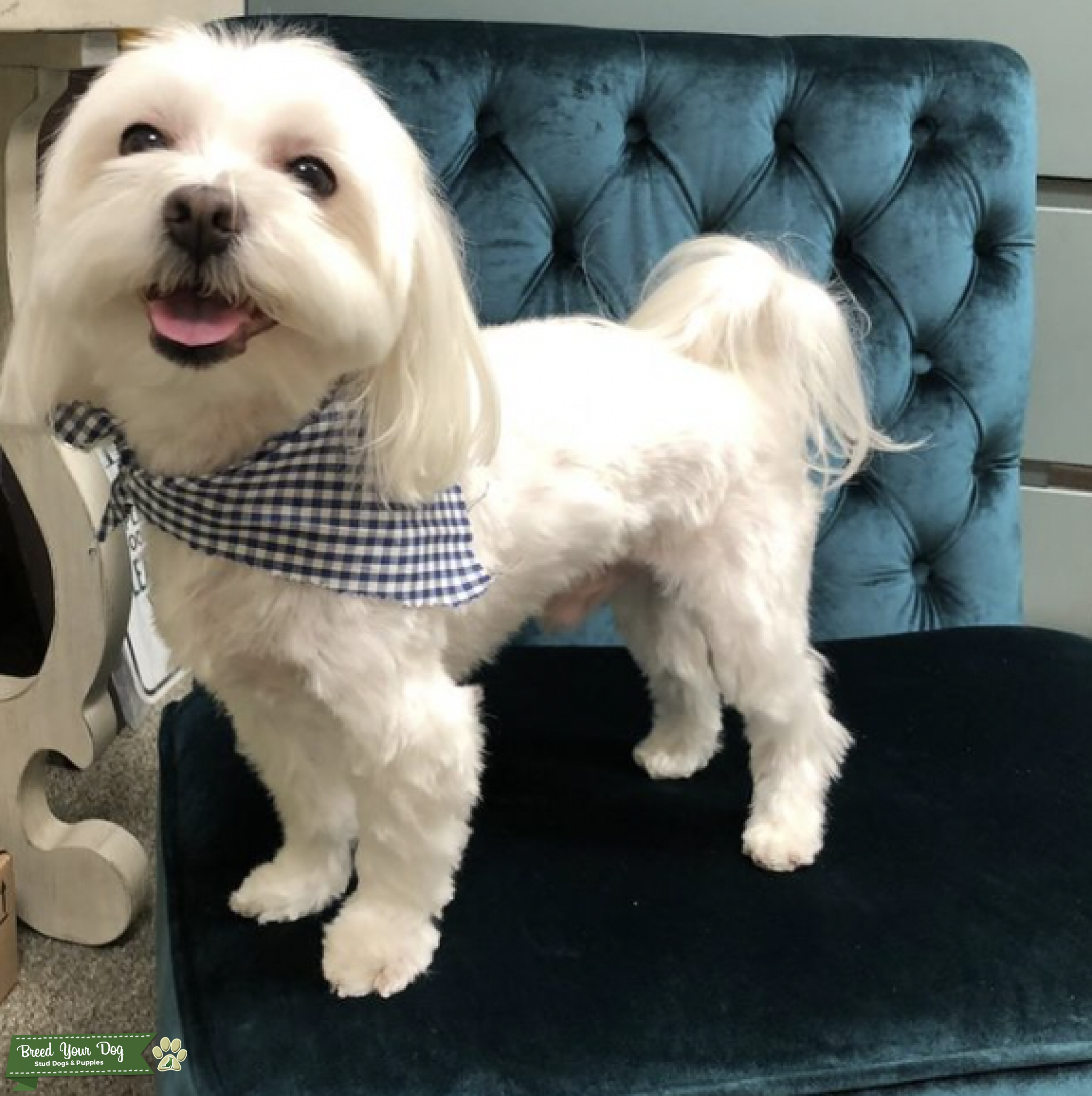 Purebred Maltese Male Ready to Mate Stud Dog in Chicago, Mexico