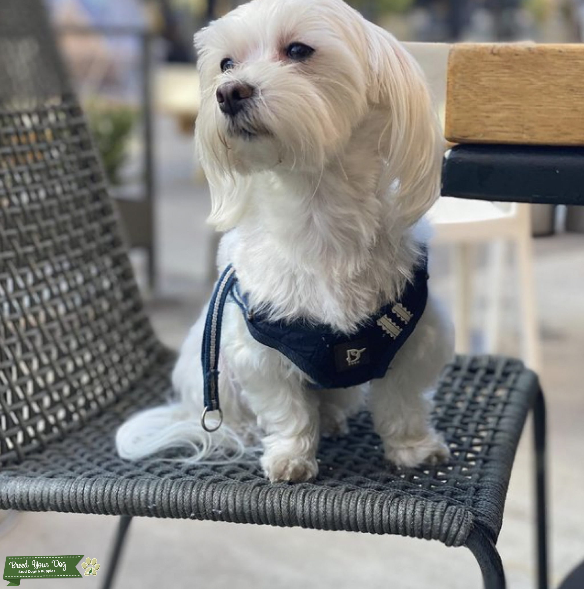Purebred Maltese Male Ready to Mate Stud Dog in Chicago, Mexico
