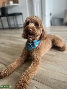 Mini golden doodle  Listing Image