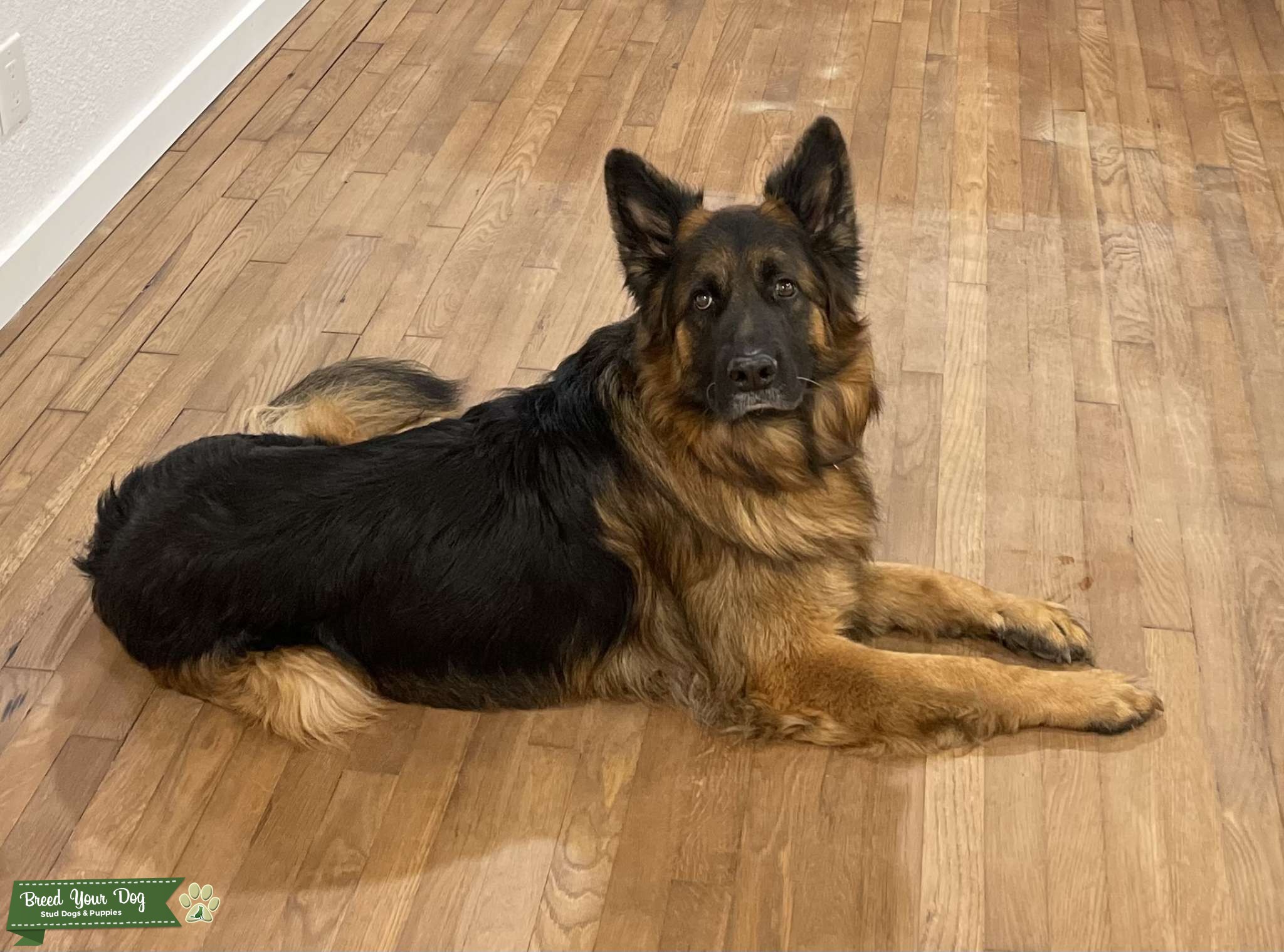 AKC Registered Long Haired German Shepard Stud Dog in TX, United