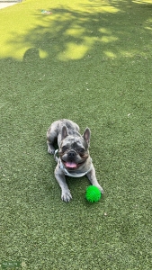 Tank the Frenchie Listing Image