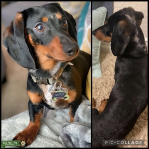 Miniature dachshund (dapple) Listing Image