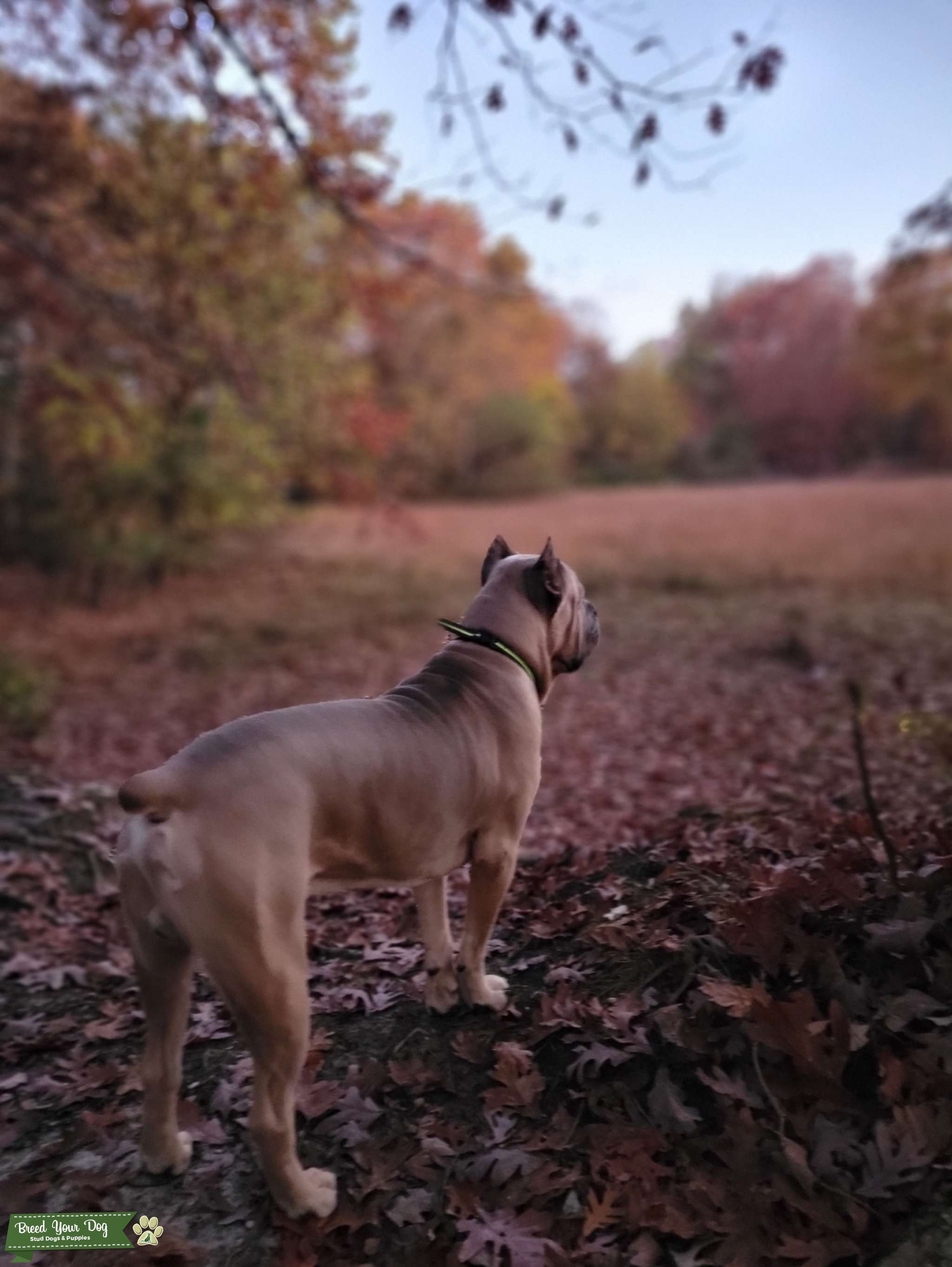 CANE CORSO Lover Stud Dog in NJ, the United States Breed Your Dog