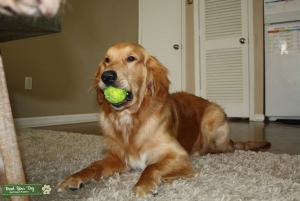 Golden Retriever  Listing Image