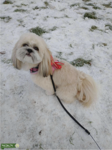 Stud Lhasa Apso required Listing Image