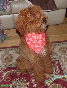 Red Mini Goldendoodle  Listing Image