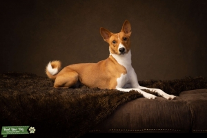 Basenji Stud Listing Image