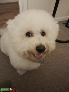 BICHON FRISE MALE Listing Image