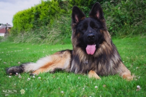 German Sheperd Stud Dog Listing Image