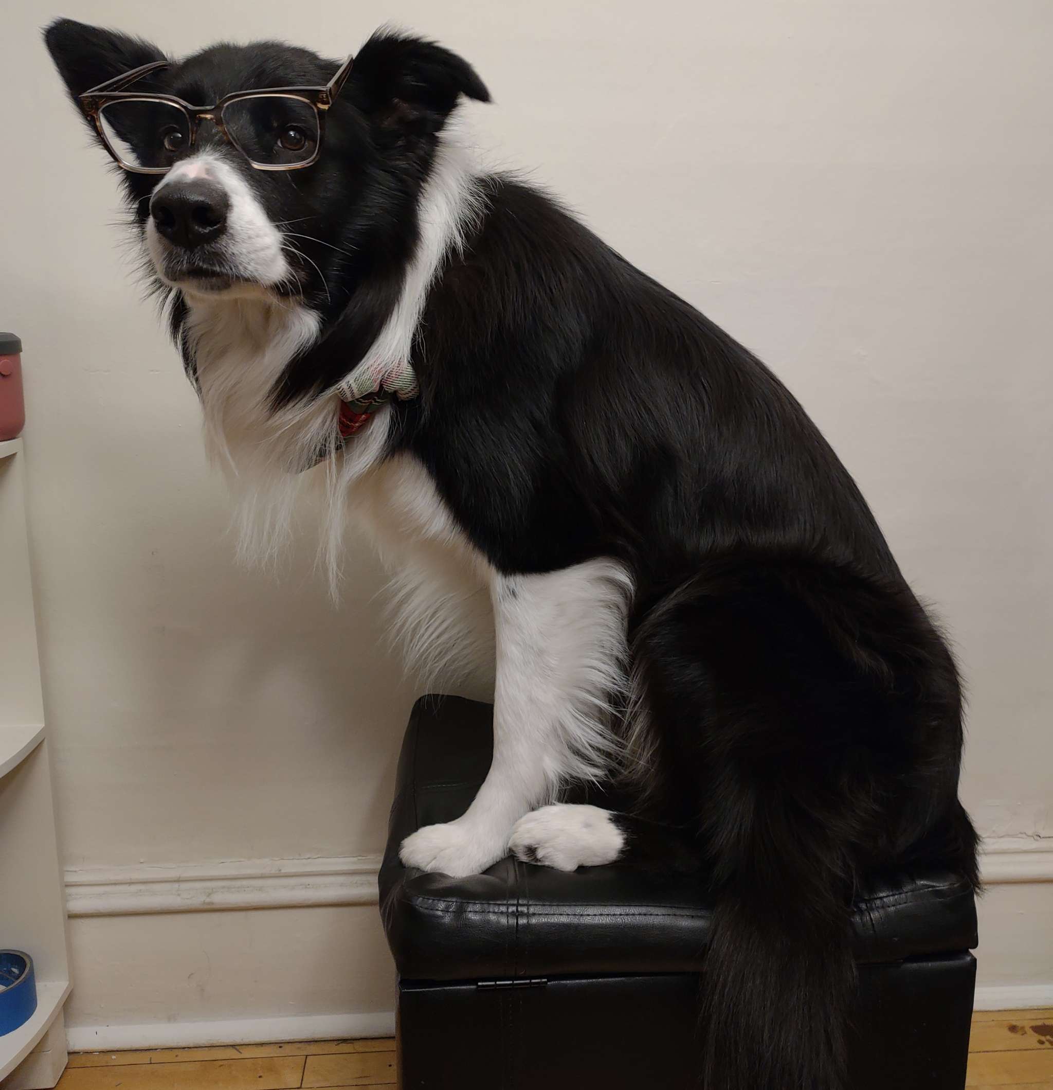 Pure bred working line rough coat border collie Stud Dog in VA , the United States Breed