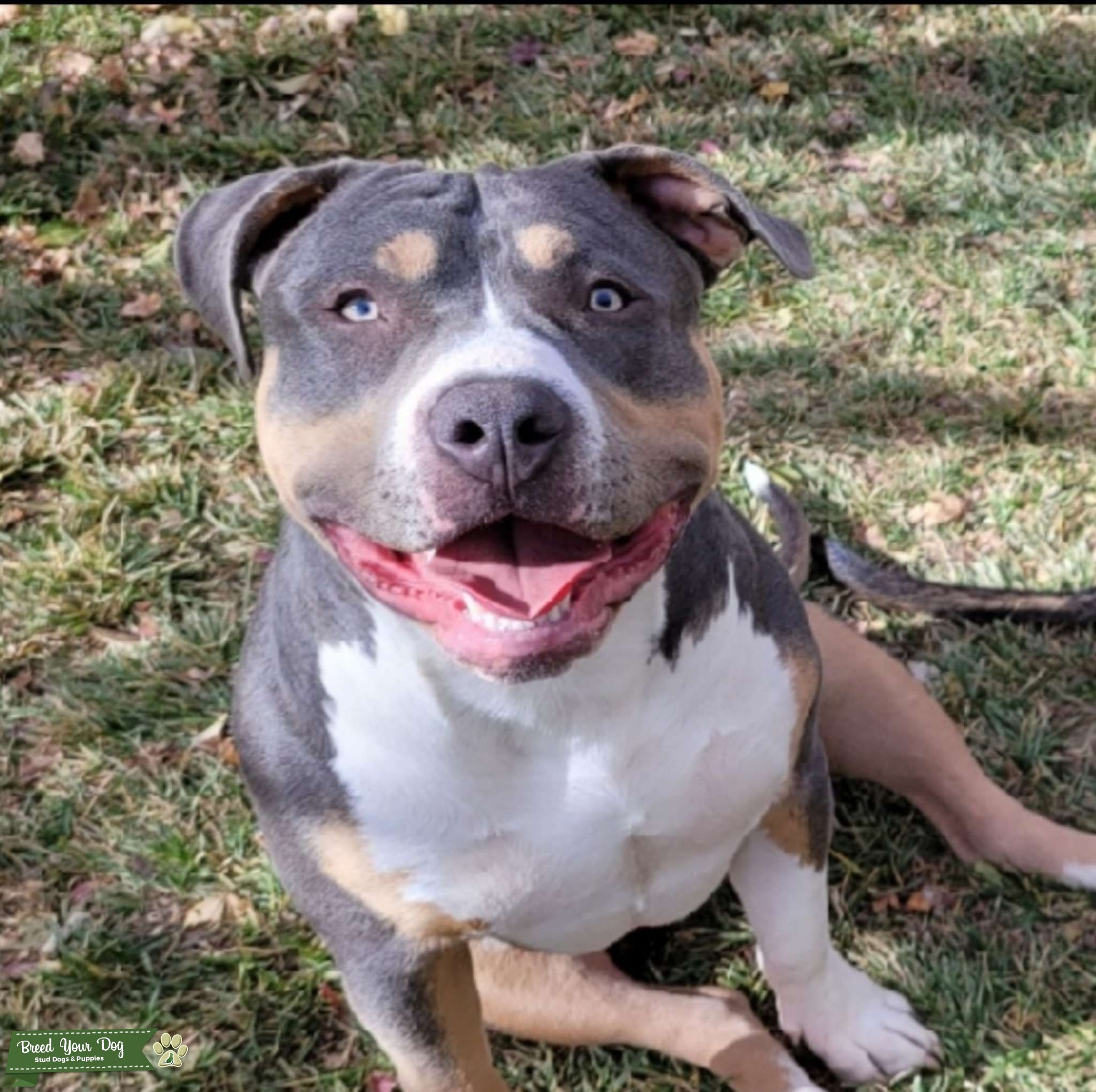 American Bully Stud Stud Dog in Colorado, the United States Breed