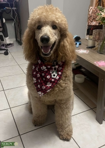 Purebred Standard Poodle Listing Image