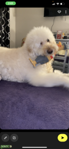 Golden Doodle looking for his mate  Listing Image