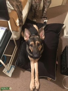 2 year old German Shepherd  Listing Image