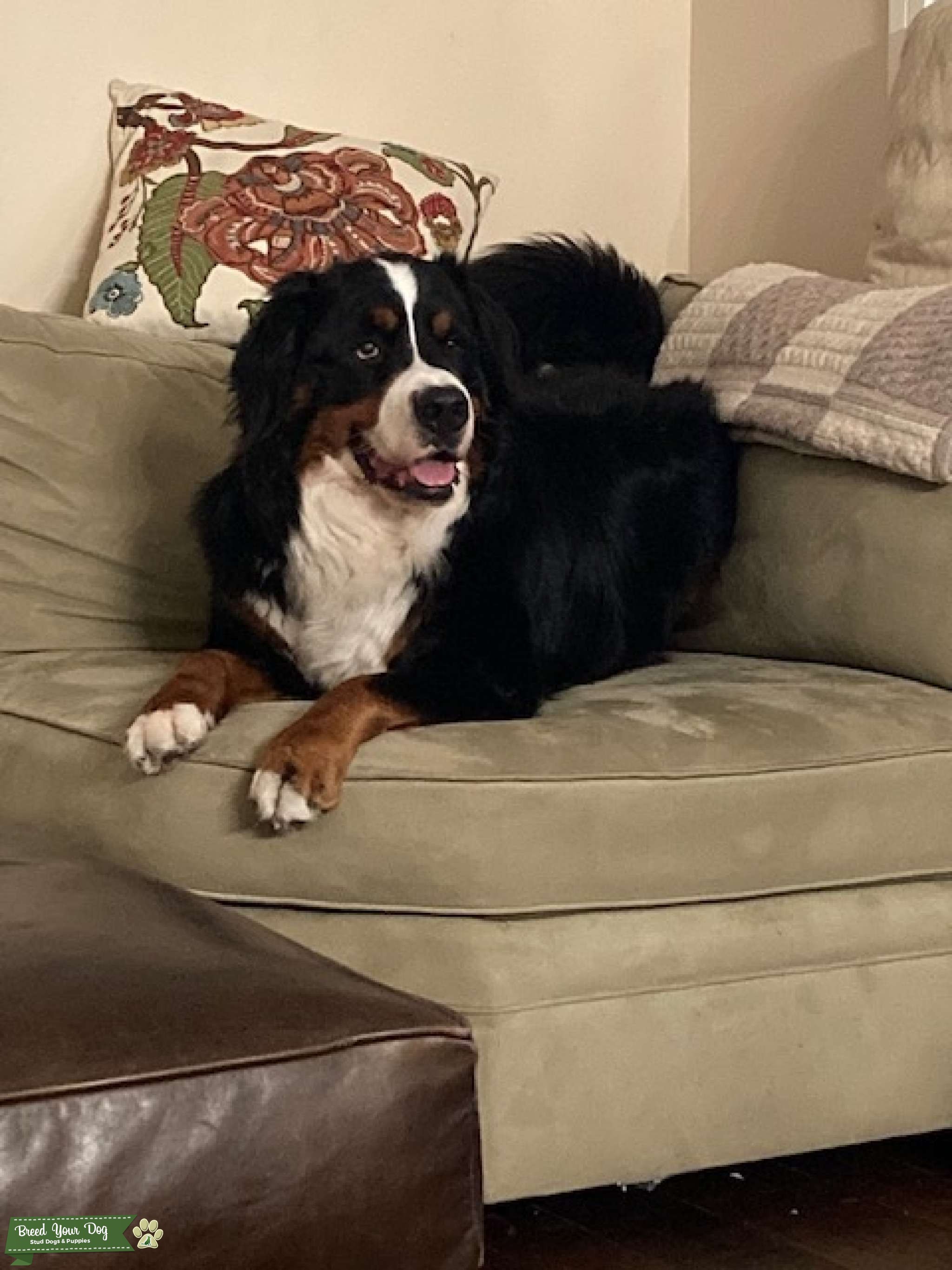 Pure Bred Stud Bernese Mountain Dog Stud Dog in CA, United States