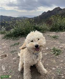 CKC Registered Petite Mini Goldendoodle Stud Listing Image