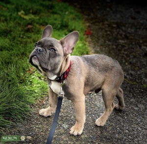 Stud Services: blue fawn Listing Image