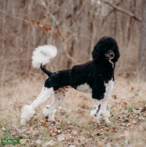 AKC Standard Poodle Listing Image